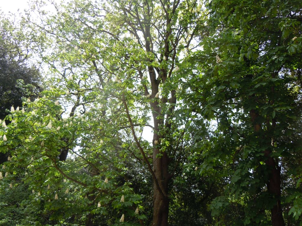 Aesculus hippocastanum / Ippocastano